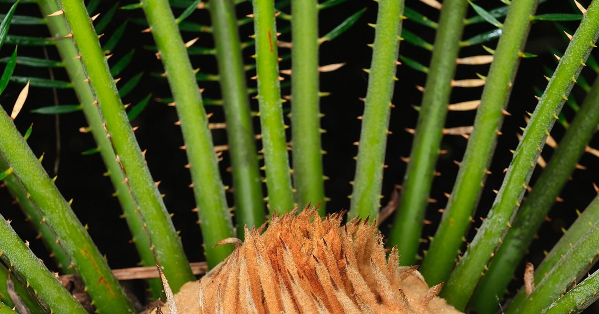 Cycads: the salad of the Mesozoic