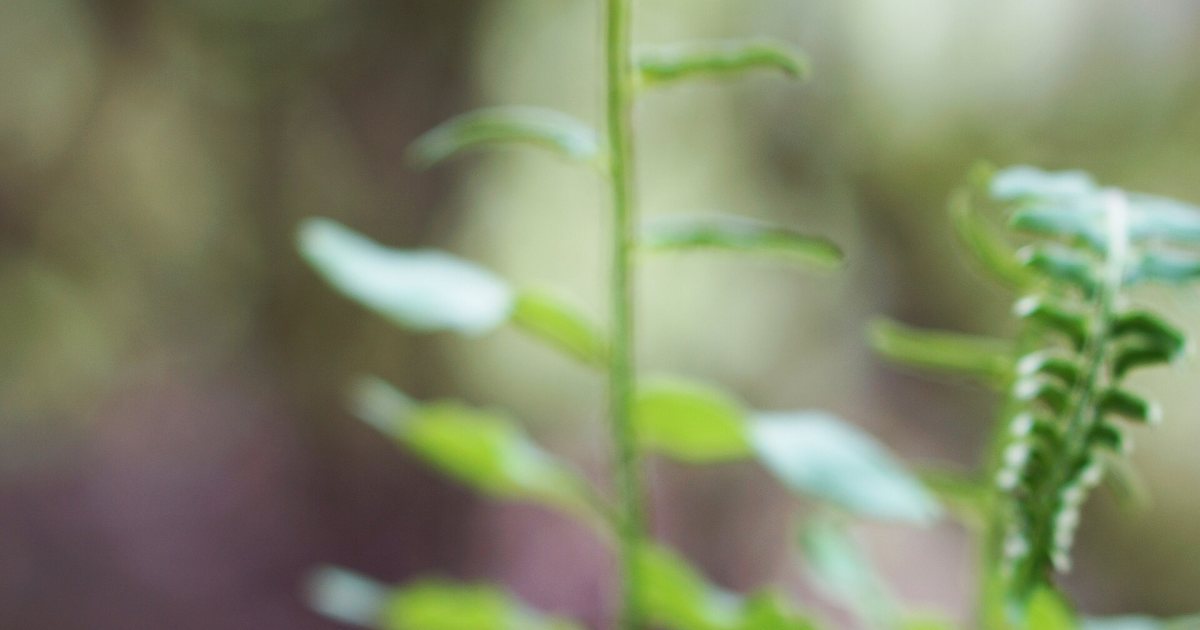 Fern spikes: the first green after catastrophe
