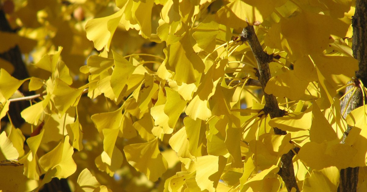 Ginkgo: a living fossil on your street