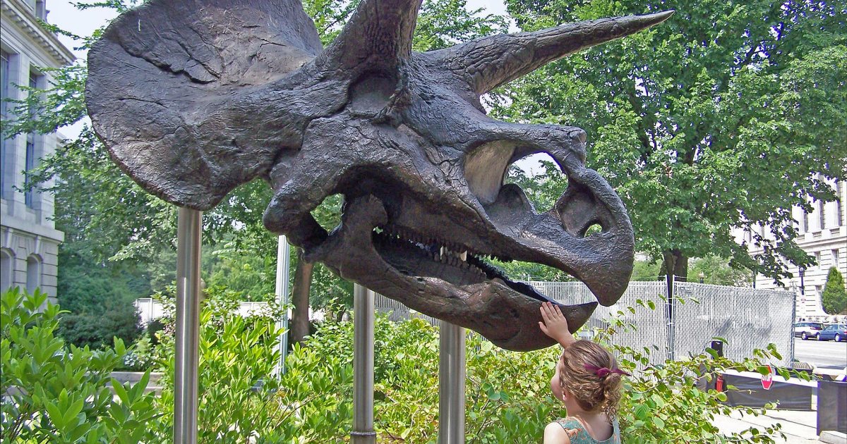 Triceratops: what the frill was really for