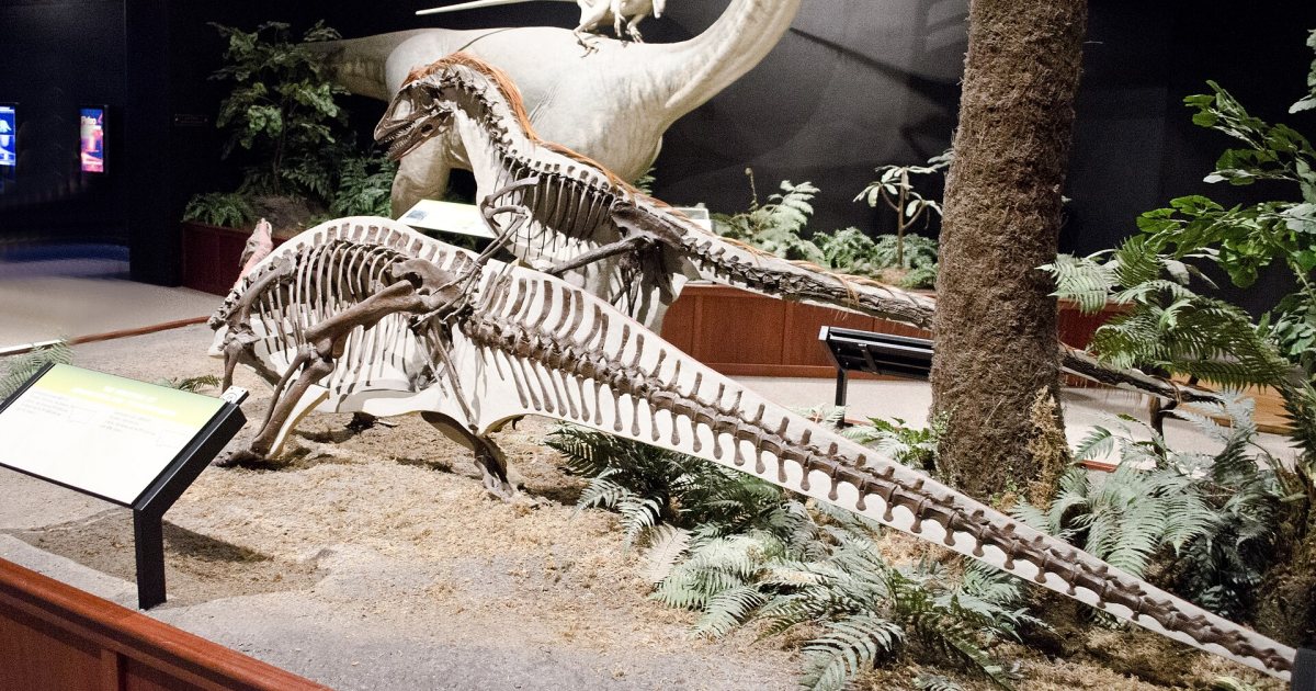 Velociraptor was the size of a turkey